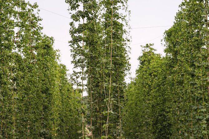 Agricultural Brewery Tour in the Roman Countryside - Should you pack for outdoors and brewing?