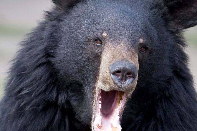 Bears, Totem Poles and Local Beer Alaskan Combo Tour - Key Highlights You’ll Feel Right Away