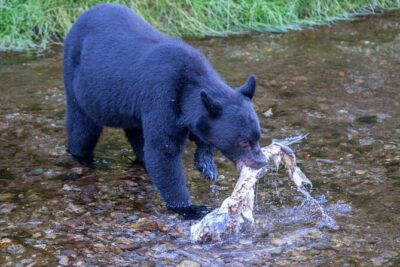 Bears, Totem Poles and Local Beer Alaskan Combo Tour - Start at 131 Front St: How the Tour Runs Day-of