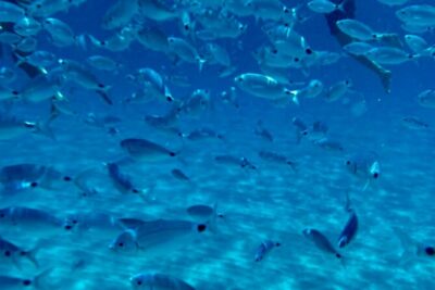 Boat Tour to Sella del Diavolo: Snorkeling, GoPro & Beer - Molo Dogana and the small-boat reality