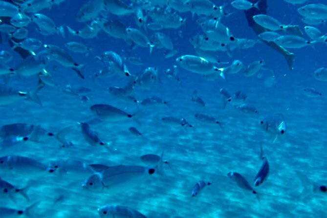 Boat Tour to Sella del Diavolo: Snorkeling, GoPro & Beer - Molo Dogana and the small-boat reality