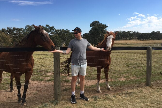 Champion Racehorse Tour with Beer and Wine Tasting - Living Legends at Woodlands Historic Park: retired champions and Devonshire tea