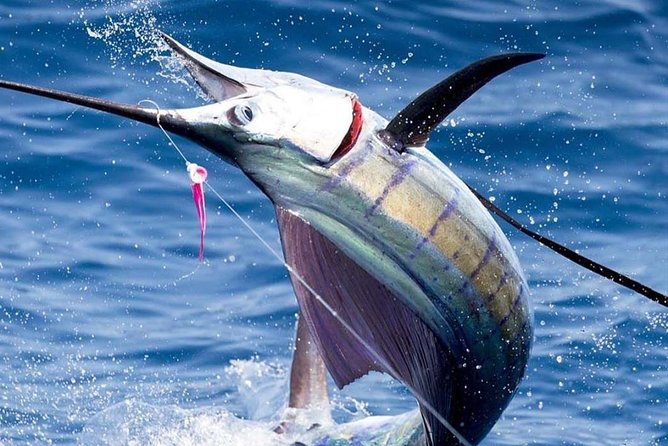 Deep Sea Fishing (Street Food and Beer Included) - Key things that make this trip work