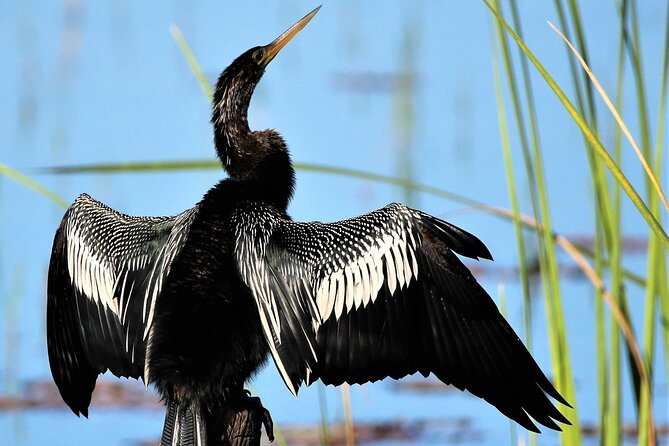 Dora Canal Wildlife Kayak Tour – Scenic Old Florida - Kayak vs Paddleboard: Choose the Ride That Fits Your Body