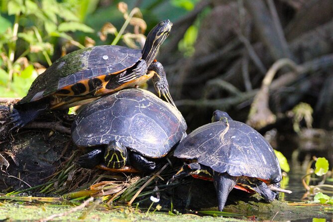 Dora Canal Wildlife Kayak Tour – Scenic Old Florida - The Guide Factor: Stories from Katrina and the Canal’s Human Side