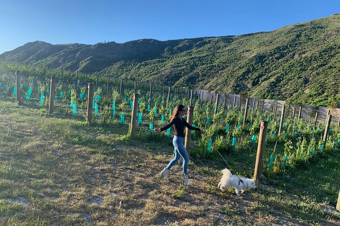 Flavours of Waiheke, wine, beer, spirits INCLUDES lunch - MAX 11 - Stop 3: Allpress Olive Groves—oils, spread, and olives you can actually taste