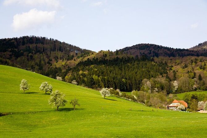from Frankfurt - romantic Black Forest & brewery, private tour - Key moments that make this Black Forest day work