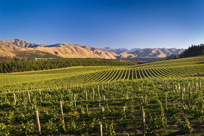 Half-Day Marlborough Wine Tour & Beer Tour - Group Size, Pace, and Why the Guide Matters