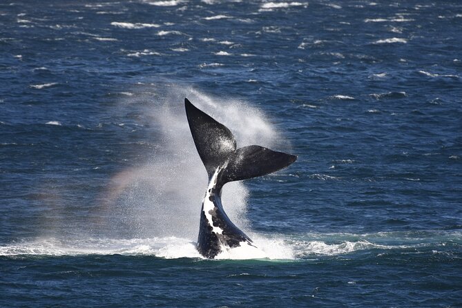 Hermanus Land based Whale Tour with Dave de Beer - Key things to know before you go