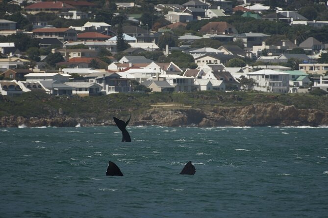 Hermanus Land based Whale Tour with Dave de Beer - What makes this private tour worth the money