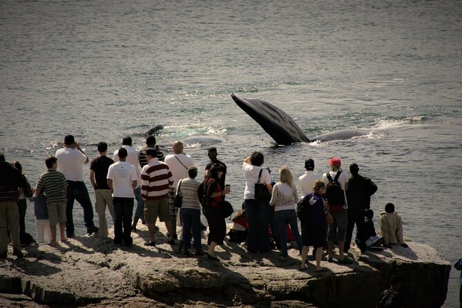 Hermanus Land based Whale Tour with Dave de Beer - Matching this tour to your travel style