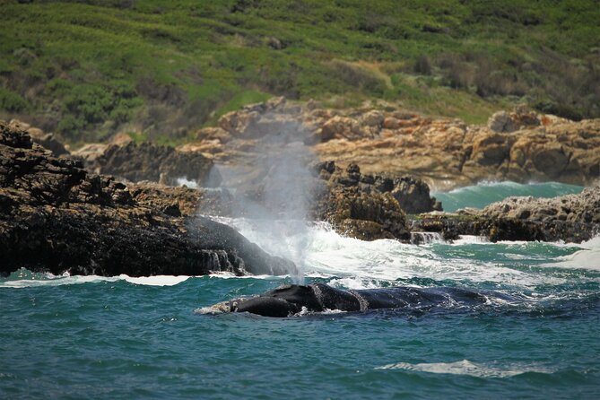 Hermanus Land based Whale Tour with Dave de Beer - Practical details you’ll want to know before heading out