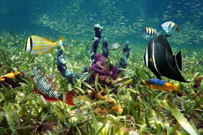 Key West 2 Reef Snorkel Tour & Sunset Cruise with Beer & Wine - Key moments to look forward to