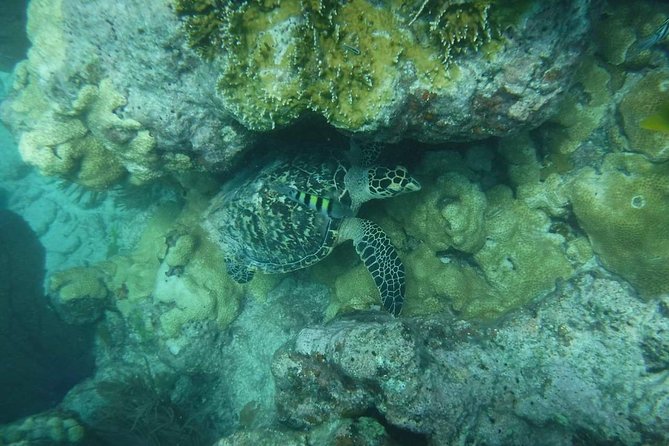 Key West 2 Reef Snorkel Tour & Sunset Cruise with Beer & Wine - Who this tour suits best (and who should choose another day)