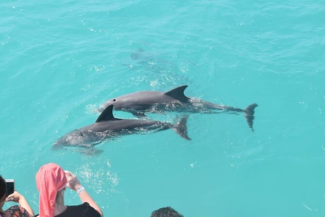 Key West: Dolphin Watching cruise & Snorkeling unlimited beer & soda - Highlights at a Glance (So You Can Plan Fast)