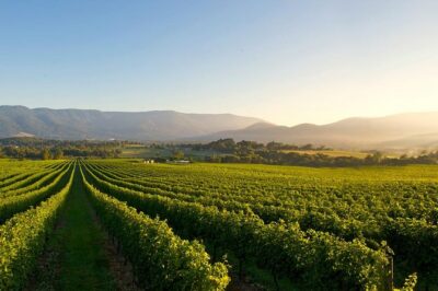 Laid back, Yarra Valley Wine Tour: Wine, Cider, Gin, Beer + Choc - Price and what you actually get for $93.24