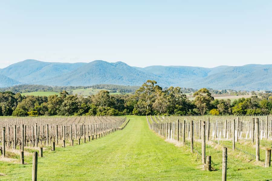 Melbourne: Yarra Valley Wine, Cider, Gin, Beer, & Choc Tour - Tastings, cheese, and what’s truly included