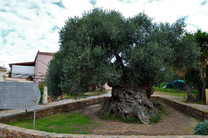 Monastery - Ancient Olive tree & Museum-Cretan Brewery Private Tour from Chania - Key Things You’ll Notice on This Tour