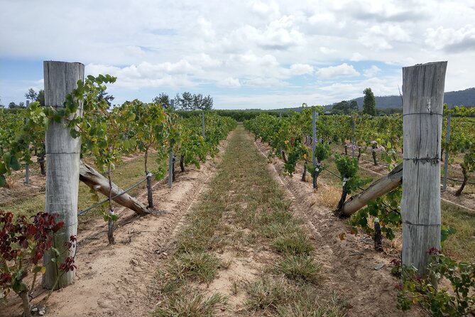 Port Macquarie Wine and Beer, Hastings Tasting Trail Tour - The Wine Portion: Boutique Wineries, Guided Tastings, and Scenic Stops