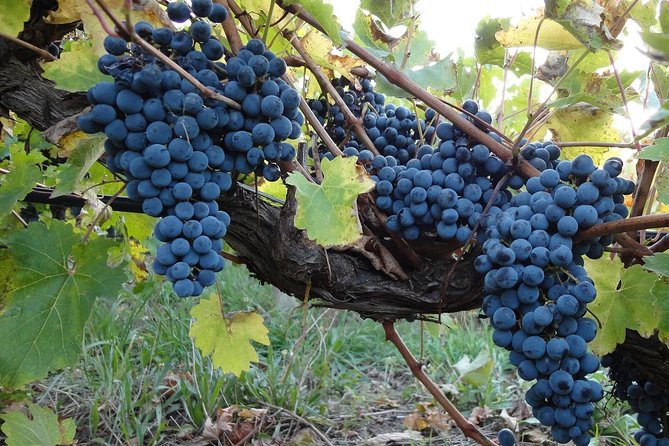 Private Customizable Niagara Wine, Beer, and Spirits Day Tour - A Private Niagara Day Built Around Your Tastes