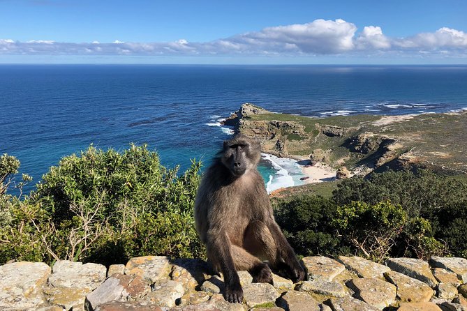 Private Day Tour to Cape Point , Penguins, Wine or Beer Tasting - Muizenberg Side Trips: Shark Spotters Hut and Whale Season Clues