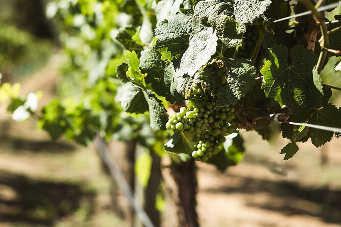 Queenstown: Afternoon Wine & Beer Tour with Platters - Who should book this Queenstown wine and beer tour?