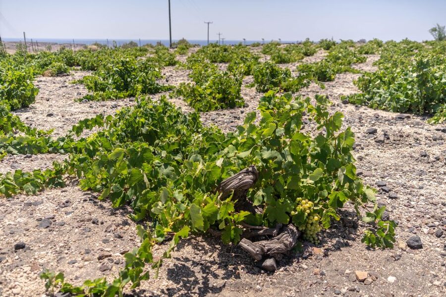 Santorini: Three Wineries and One Brewery Tour with Tastings - Stop 3: Estate Argyros and the modern-versus-traditional contrast