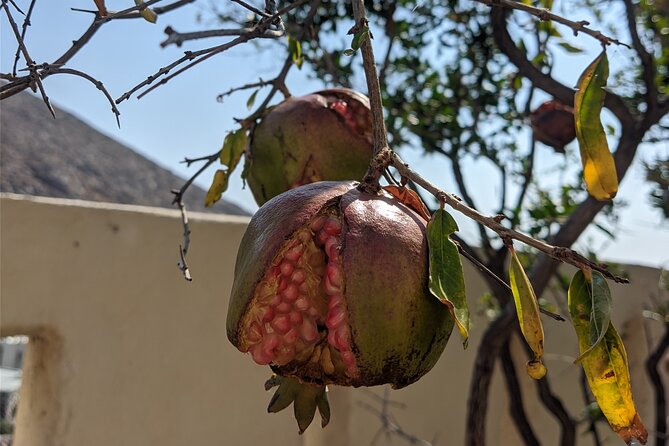 Santorinian Agriculture, Food, Wine, Beer, and Spirits - Why this 4.5-hour Santorini food tour feels like good value