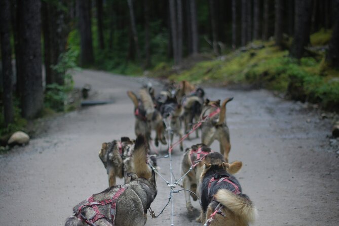 See Denali's Sled Dogs and Visit the Local Brewery - Why This Denali Sled-Dog + Brewery Combo Works