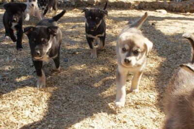 See Denali's Sled Dogs and Visit the Local Brewery - The Scenic Drive Toward Denali Park: A Useful Break in the Day