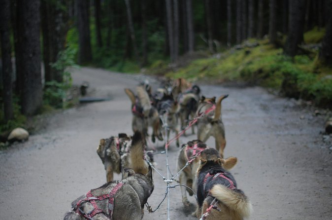 See Denali's Sled Dogs and Visit the Local Brewery - Price and Value: Is $129.99 a Good Deal?
