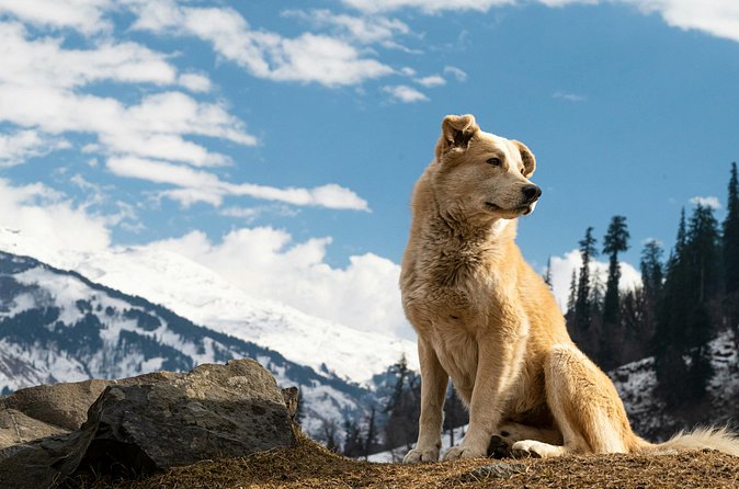 See Denali's Sled Dogs and Visit the Local Brewery - Who This Tour Suits Best in Denali