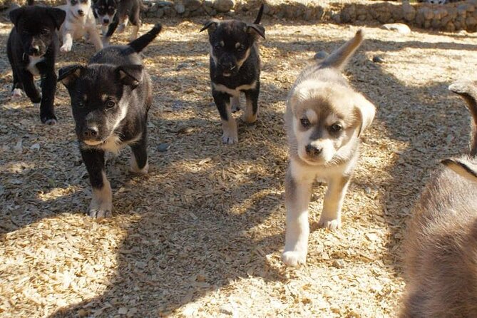 See Denali's Sled Dogs and Visit the Local Brewery - The Scenic Drive Toward Denali Park: A Useful Break in the Day