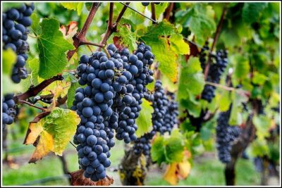 Small group - Napier Premium Wineries+ Beer tour -5.0 - 5.5 hours - The small-group advantage (and what it means in real life)