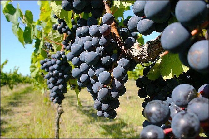 Small group - Napier Premium Winery , Beer & Cider + 5.5h to 6h. - Practical tips to make your day smoother