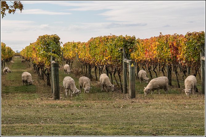 Small group - Napier Premium Winery , Beer & Cider + 5.5h to 6h. - The wine part: what makes Hawke’s Bay different