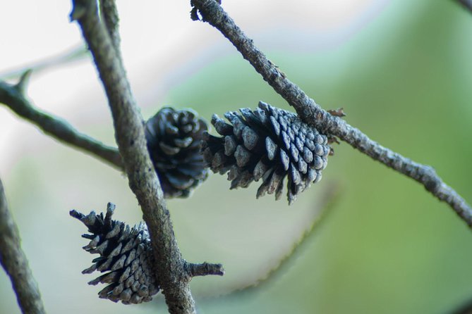 Stawamus Chief Hike & Local Brewery Tasting - Key highlights I think you’ll care about
