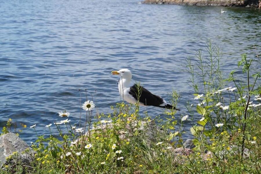 Stockholm Archipelago Guided Island Cruise With Craft Beer - Stora Hoggarn: Quick Look, Good Angles