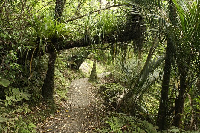 Ultimate Auckland Experience Full Day Tour with Brewery Lunch - Why this Auckland day feels efficient (without feeling hurried)