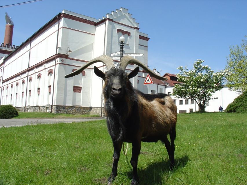 Velke Popovice: Kozel Brewery Tour with Beer Tasting - Velké Popovice: the right-sized day trip for Czech beer fans
