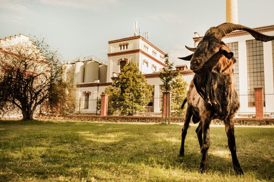 Velke Popovice: Kozel Brewery Tour with Beer Tasting - What you’ll learn about brewing since the 1870s