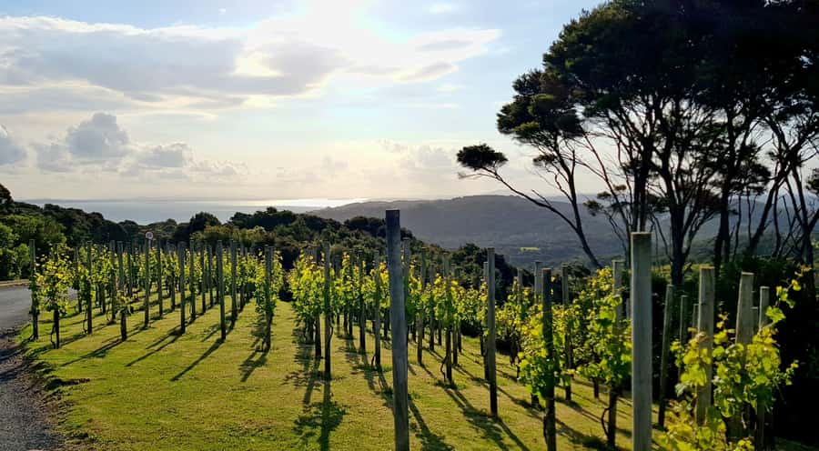 Waiheke: Scenic Taste and Graze Tour with Wine, Whisky, Beer - The Heke Kitchen, Brewery & Distillery: beer, whisky, and gardens you can smell