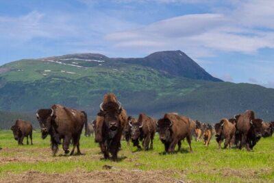 Wildlife Center with Lunch and Local Beer Sampling - Start in Anchorage then head for the Alaska Wildlife Conservation Center