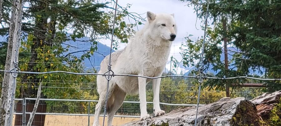 Wildlife Center with Lunch & Local Beer Sampling - Key Highlights You’ll Feel Right Away