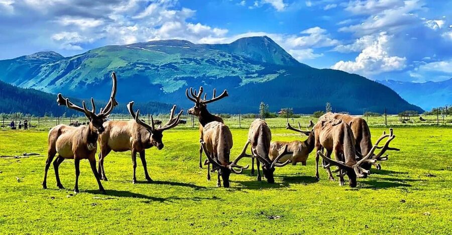 Wildlife Center with Lunch & Local Beer Sampling - Girdwood Lunch: A Break That Still Feels Like Alaska