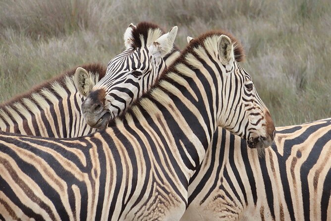 Wildlife Safari, Olive, Beer/Wine Tasting Day Tour from Cape Town - Getting out of Cape Town feels simple (and that matters)