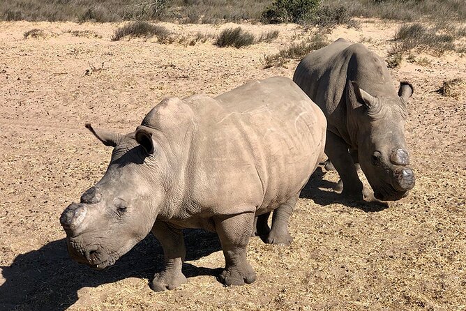Wildlife Safari, Olive, Beer/Wine Tasting Day Tour from Cape Town - Buffelsfontein safari: what 3 hours usually means for spotting