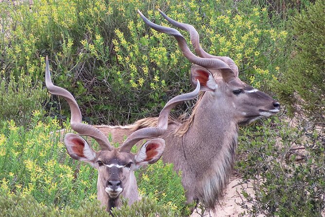Wildlife Safari, Olive, Beer/Wine Tasting Day Tour from Cape Town - Darling Brew: carbon-neutral brewery energy and beer choices