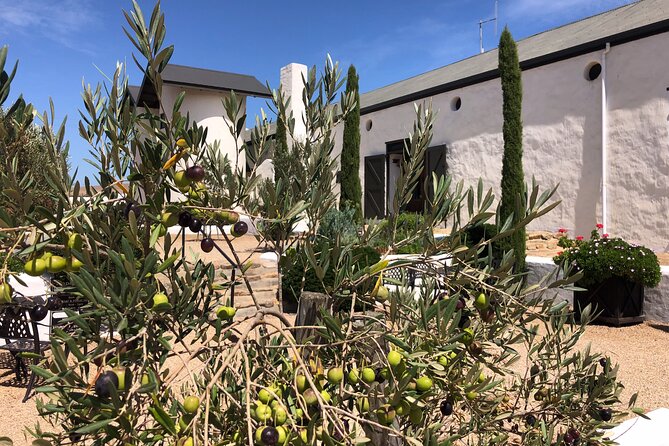 Wildlife Safari, Olive, Beer/Wine Tasting Day Tour from Cape Town - Price and value: what your $227.87 covers, and what to budget