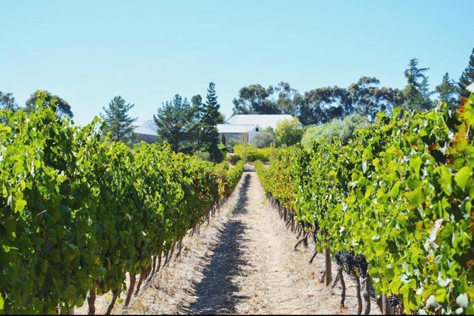 Wine Beer and Biltong Safari - Stellenbosch - The included afternoon braai: why this is the meal you should plan around